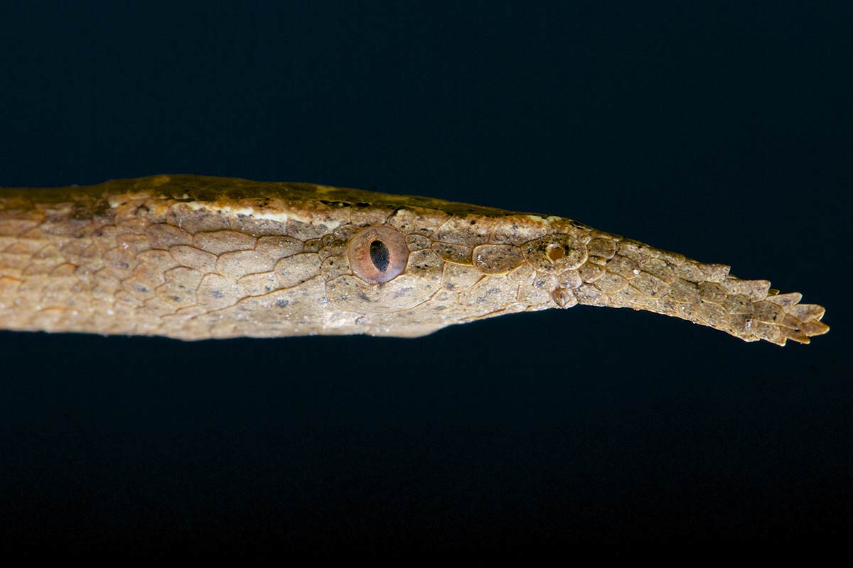 Gassisk bladsnutesnok - Langaha madagascariensis 
