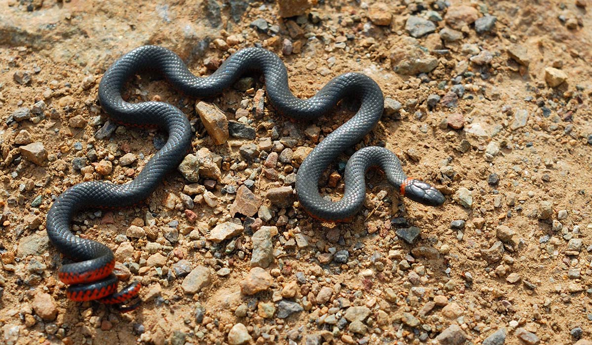 Korallmaget ringnakkeslange - Diadophis punctatus pulchellus