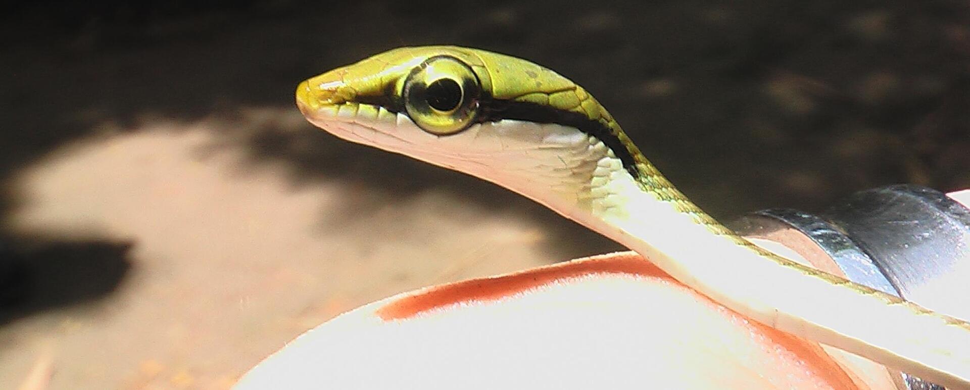 Malt bronseryggsnok - Dendrelaphis pictus 