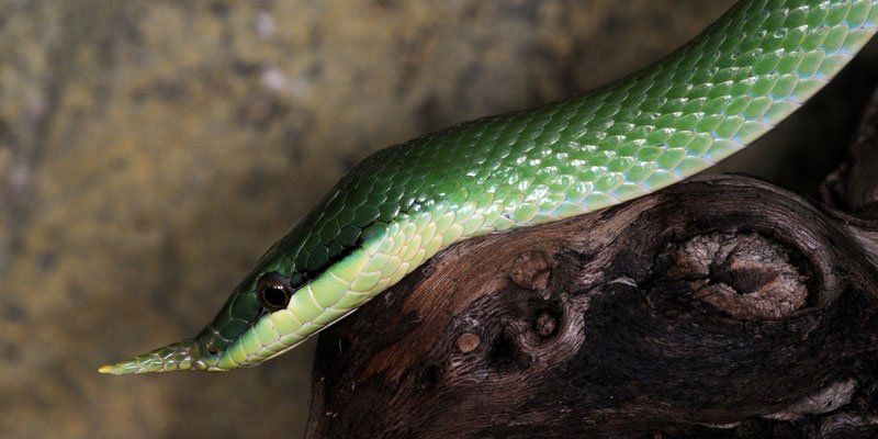 Nesehornrottesnok - Gonyosoma boulengeri