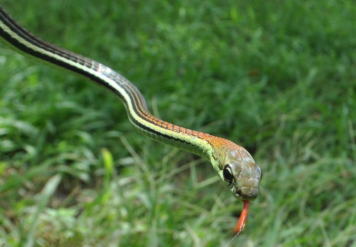 Stripete bronseryggtresnok - Dendrelaphis caudolineatus caudolineatus