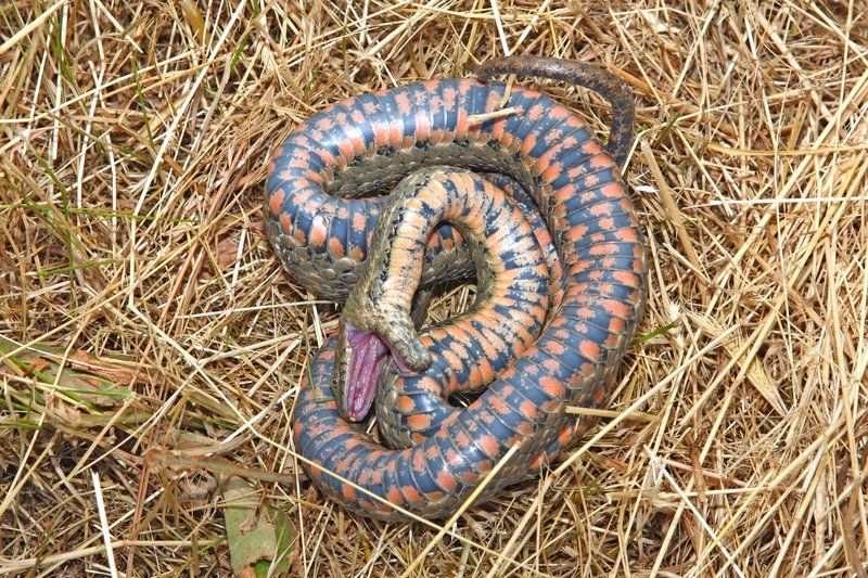 Terningslange - Natrix tessellata 