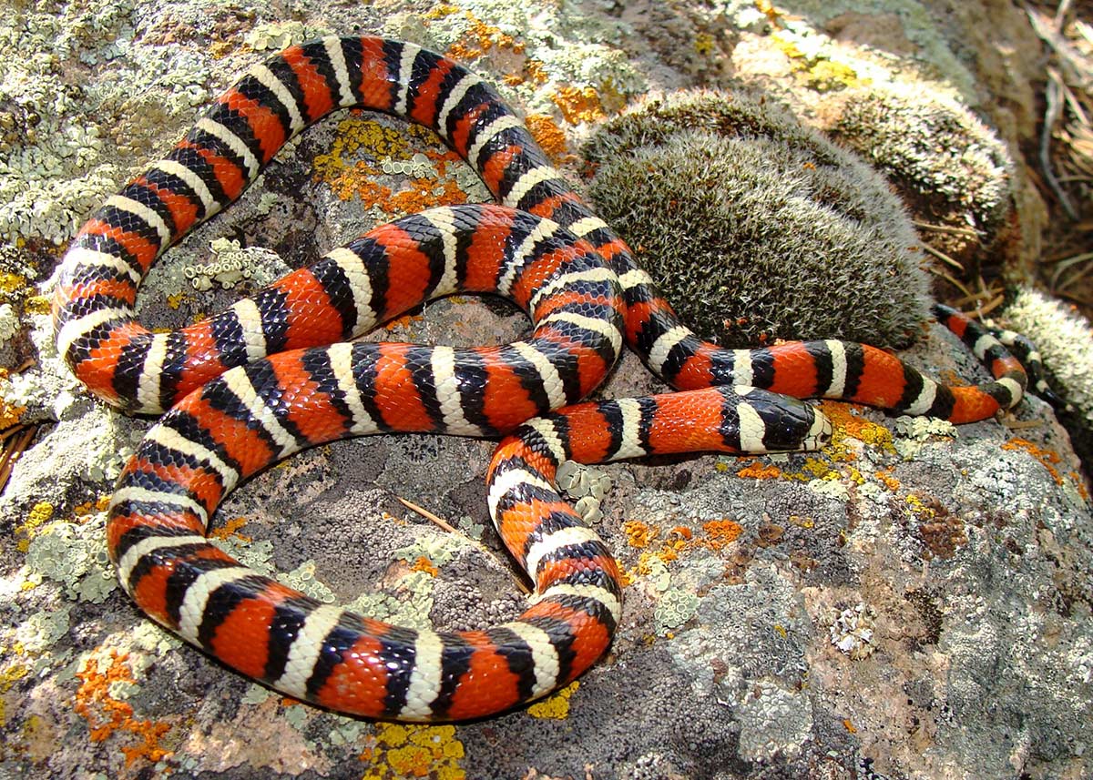 Utah fjellkongesnok - Lampropeltis pyromelana infralabialis