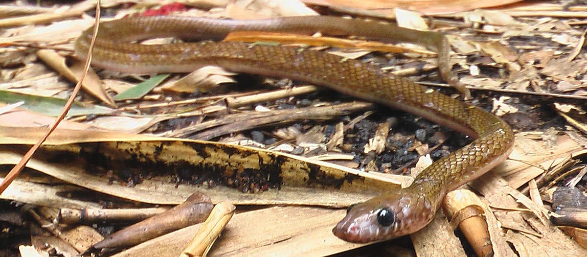 Vanlig ulvesnok - Lycodon aulicus 