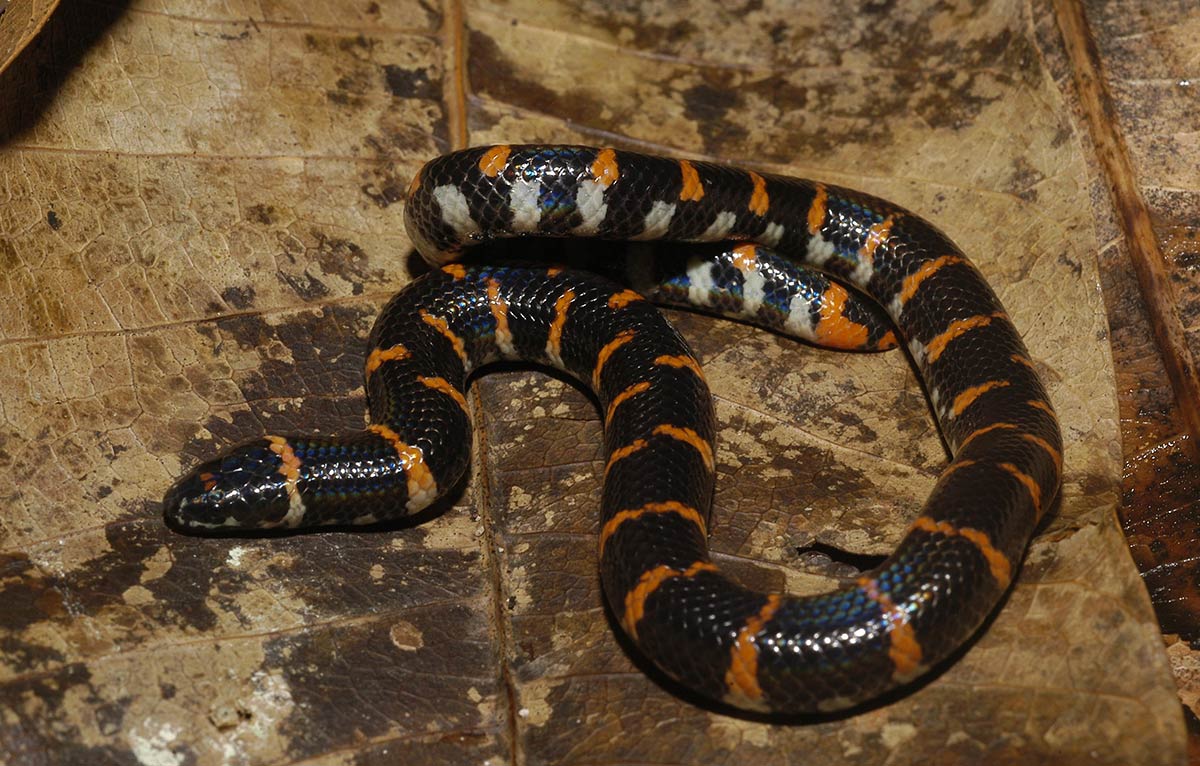 Malaysiavalseslange - Cylindrophis ruffus 