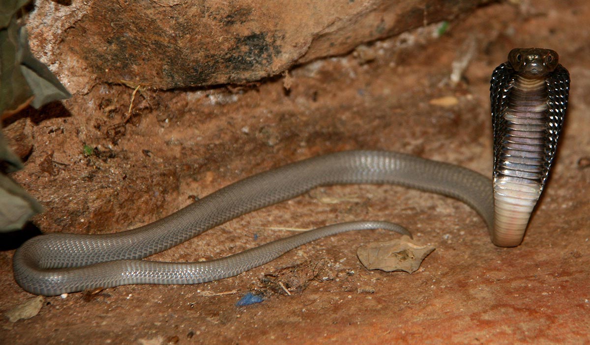 Svarthalset spyttekobra - Naja nigricollis