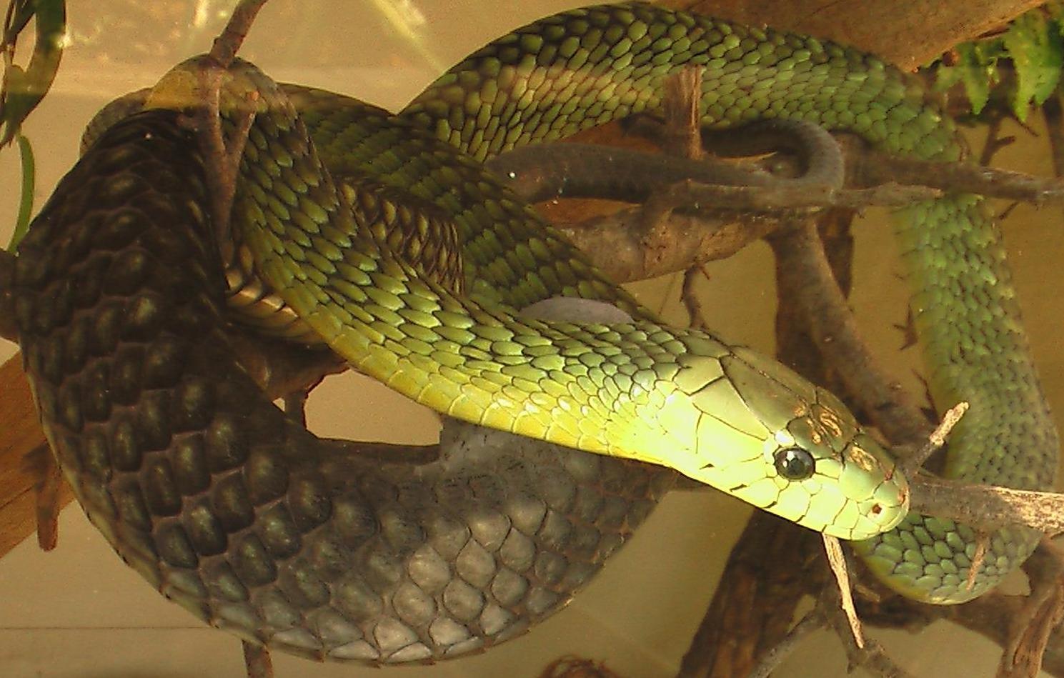 Jamesons mamba - Dendroaspis jamesoni