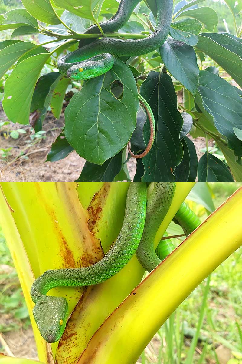 Hvitleppet gropeviper - Trimeresurus albolabris