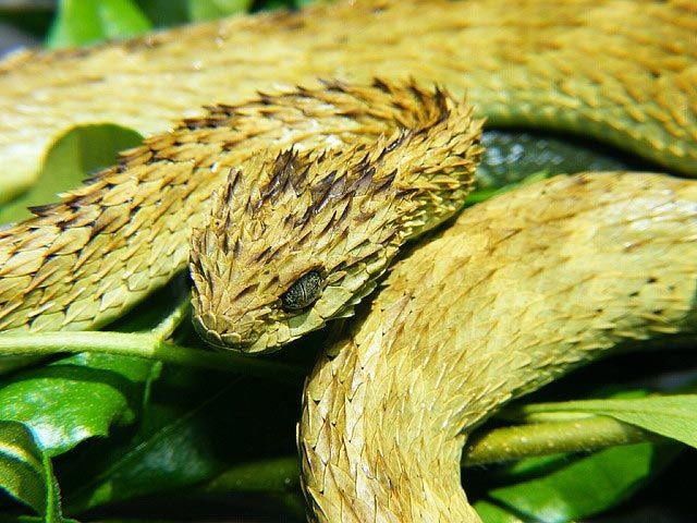 Grovskjellet skogviper - Atheris hispida