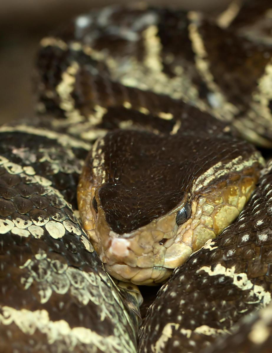 Fer-De-Lance-slange - Bothrops asper