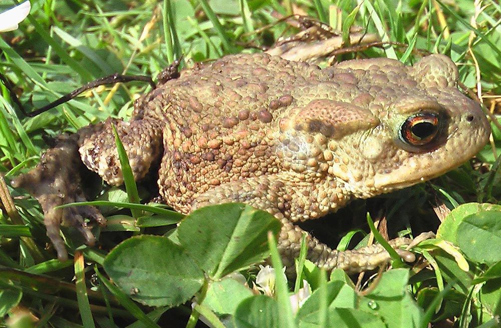 Padde / Nordpadde (Bufo bufo)