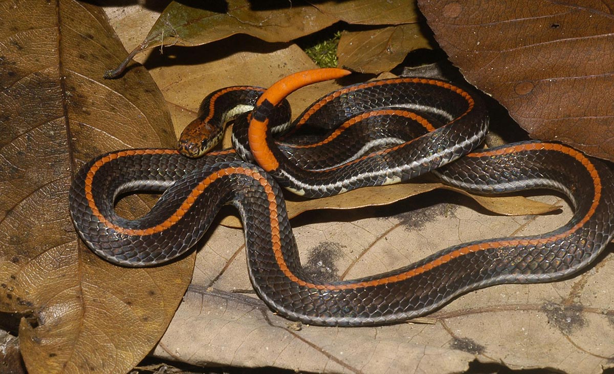 Stripet korallslange - Calliophis intestinalis