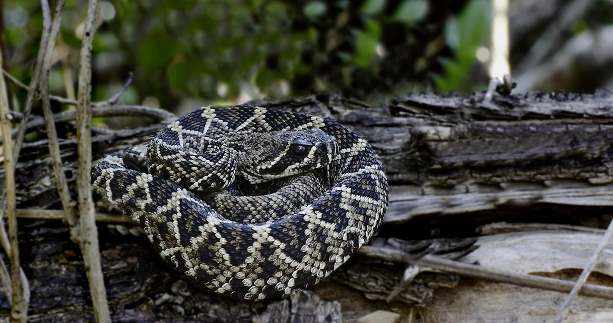 Østlig diamantklapperslange - Crotalus adamanteus