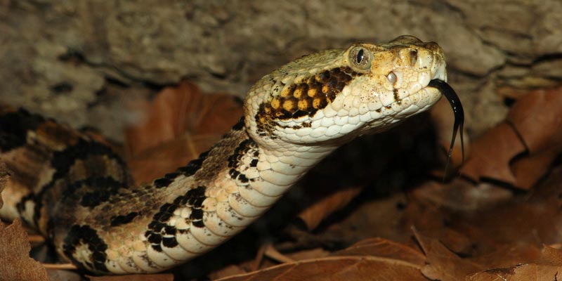 Skogklapperslange - Crotalus horridus