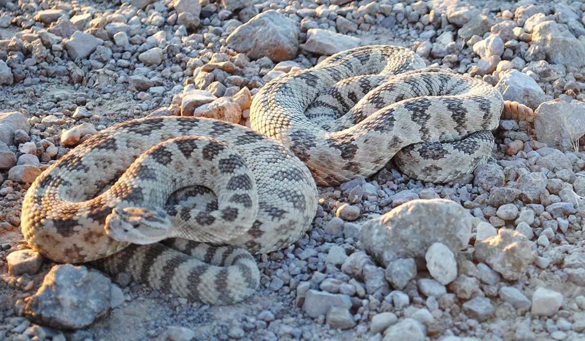 Deltaklapperslange - Crotalus lutosus