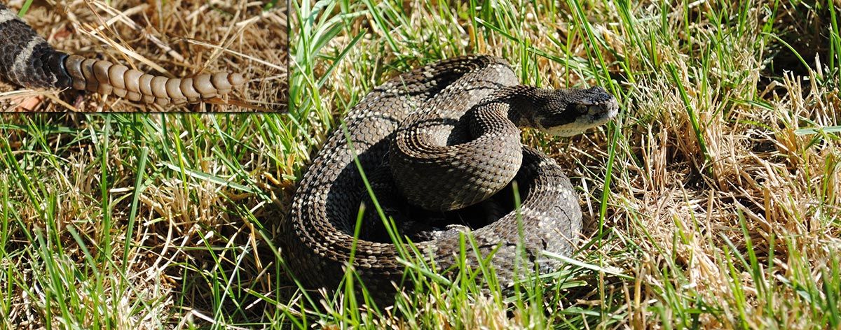 Nordlig stillehavsklapperslange - Crotalus oreganus. 