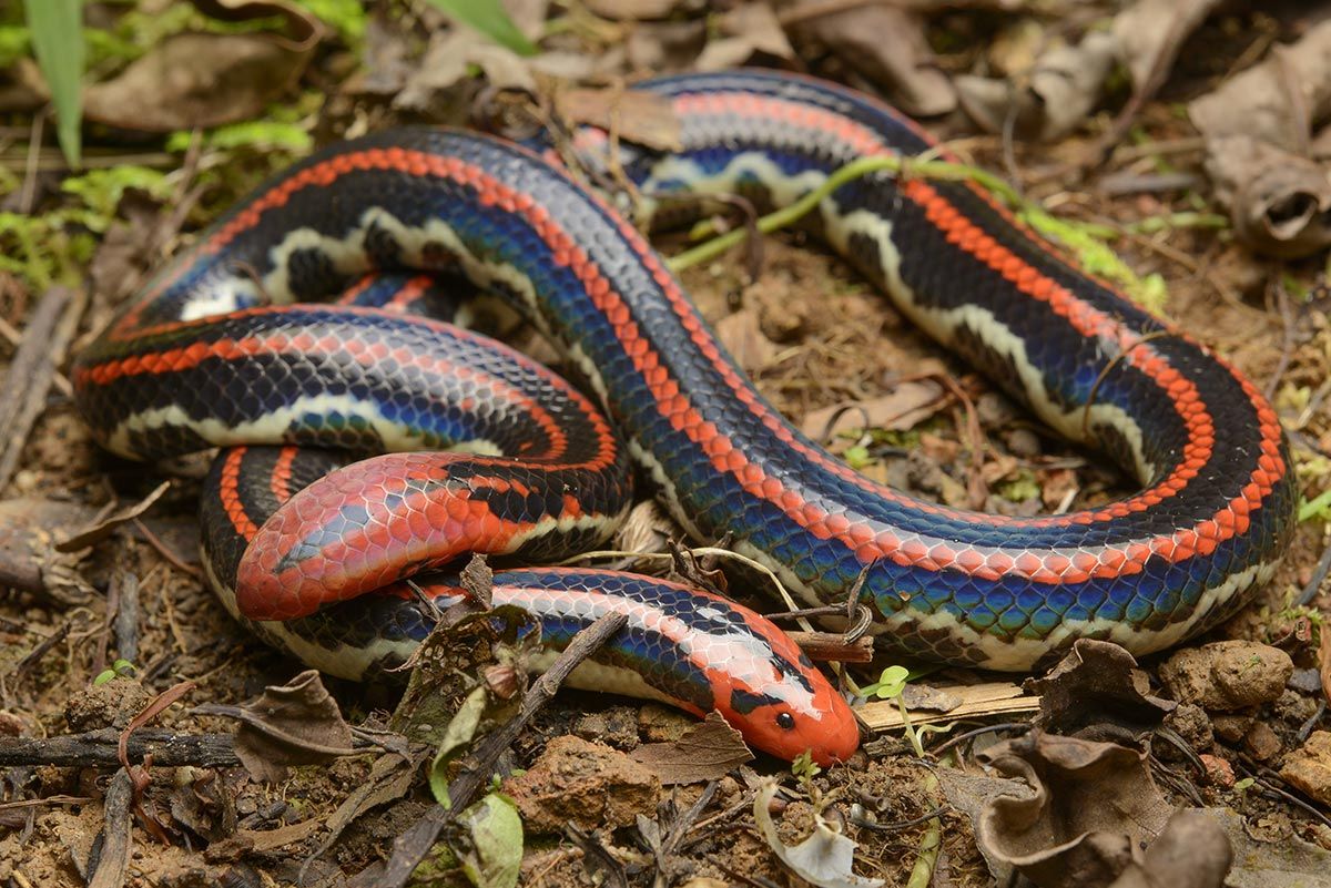 Blanfords valseslange - Cylindrophis lineatus