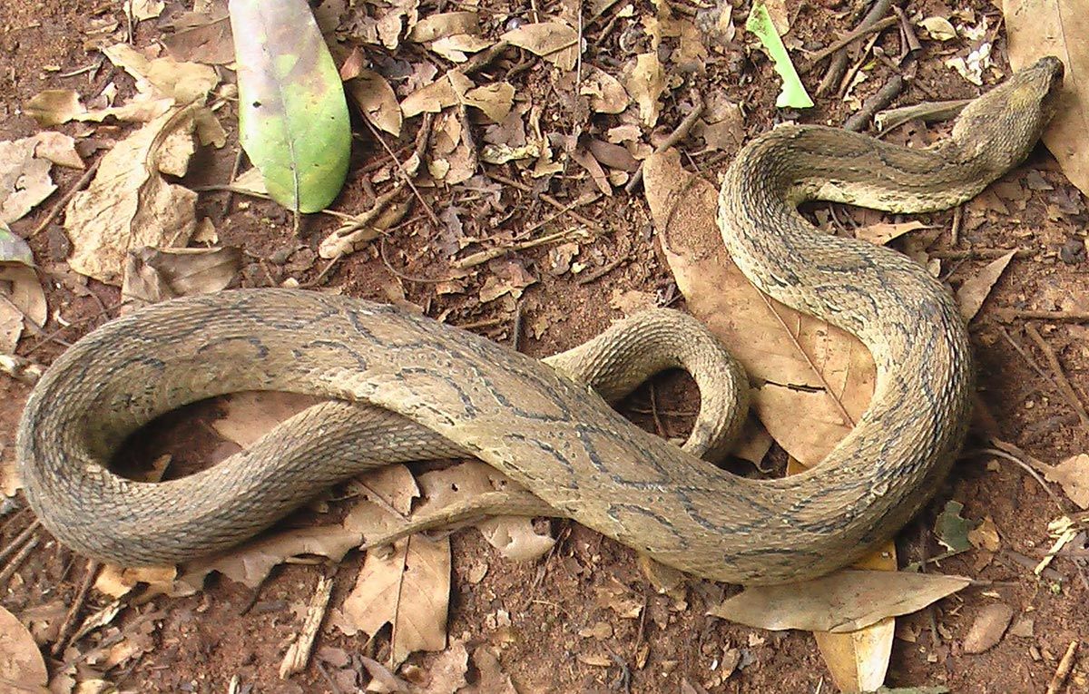 Indisk russellviper - Daboia russelii