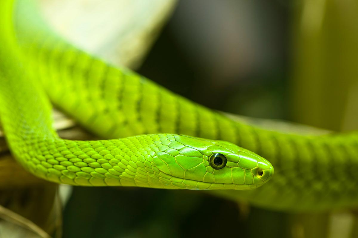 Østlig grønn mamba - Dendroaspis angusticeps