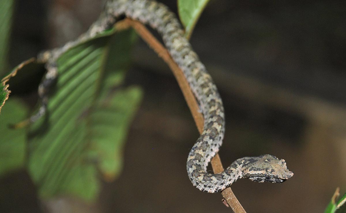 Borneo gropeviper - Craspedocephalus borneensis