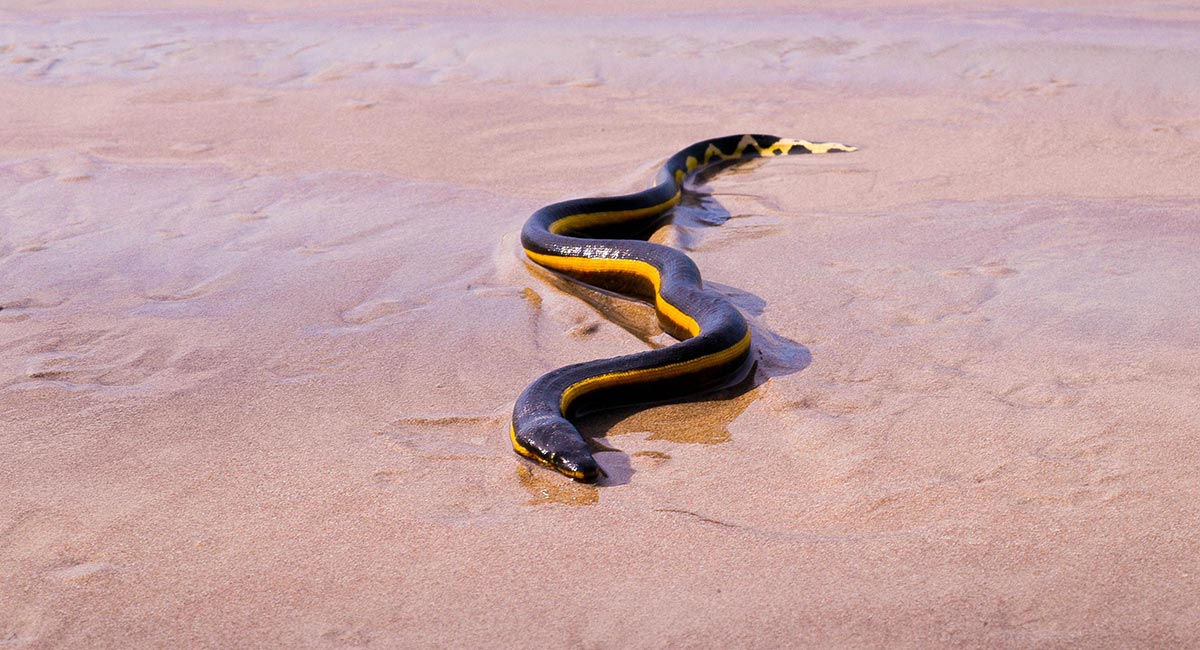 Gulbuket havslange - Hydrophis platurus