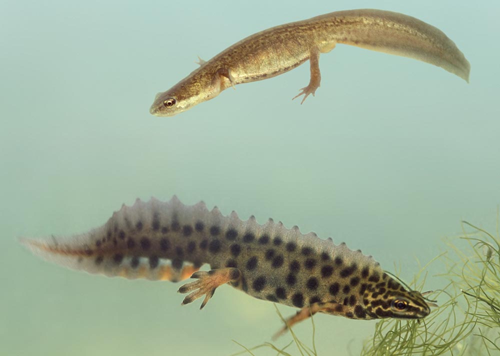 Liten salamander (Lissotriton vulgaris)