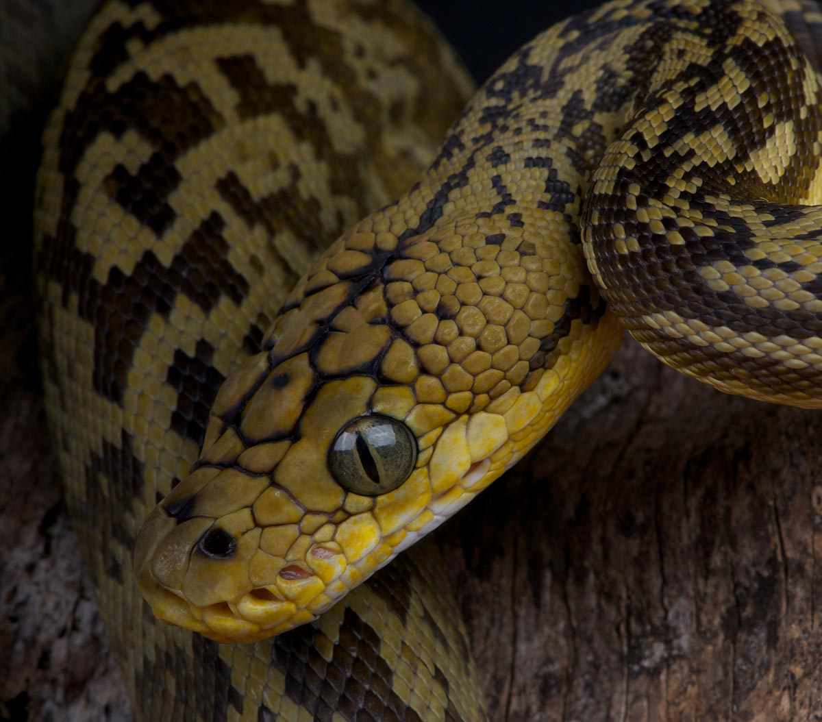 Timorpyton - Malayopython timoriensis