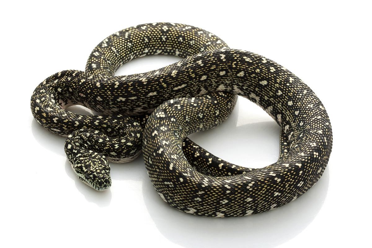 Diamantpyton - Morelia spilota spilota