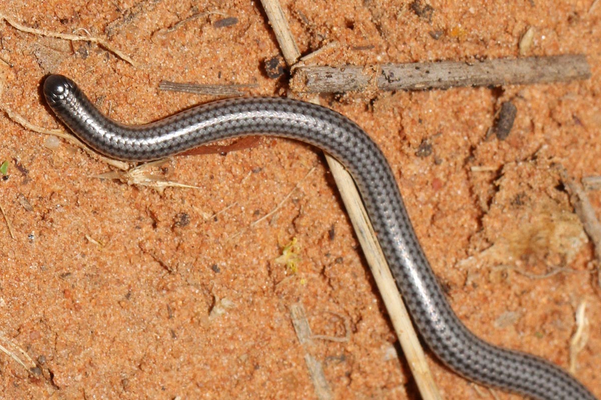 Vestlig trådslange - Namibiana occidentalis