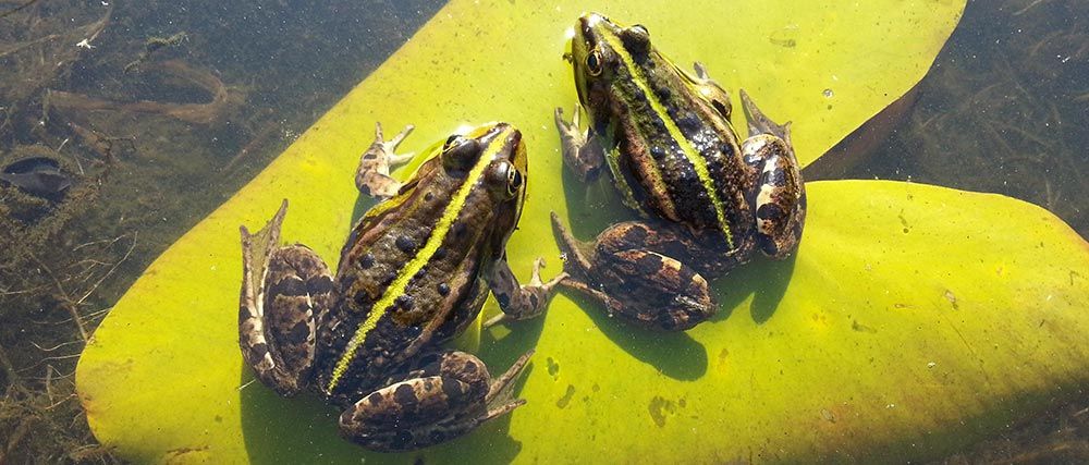 Hybridfrosk / spiselig frosk (Pelophylax esculentus)