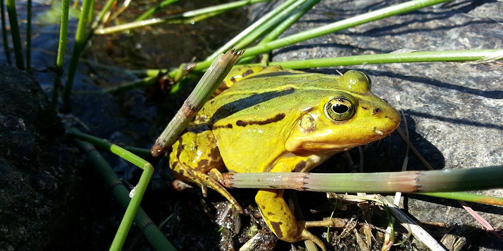 Damfrosk (pelophylax lessonae)