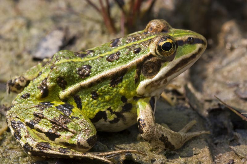 Latterfrosk / Myrfrosk (Pelophylax ridibundus)