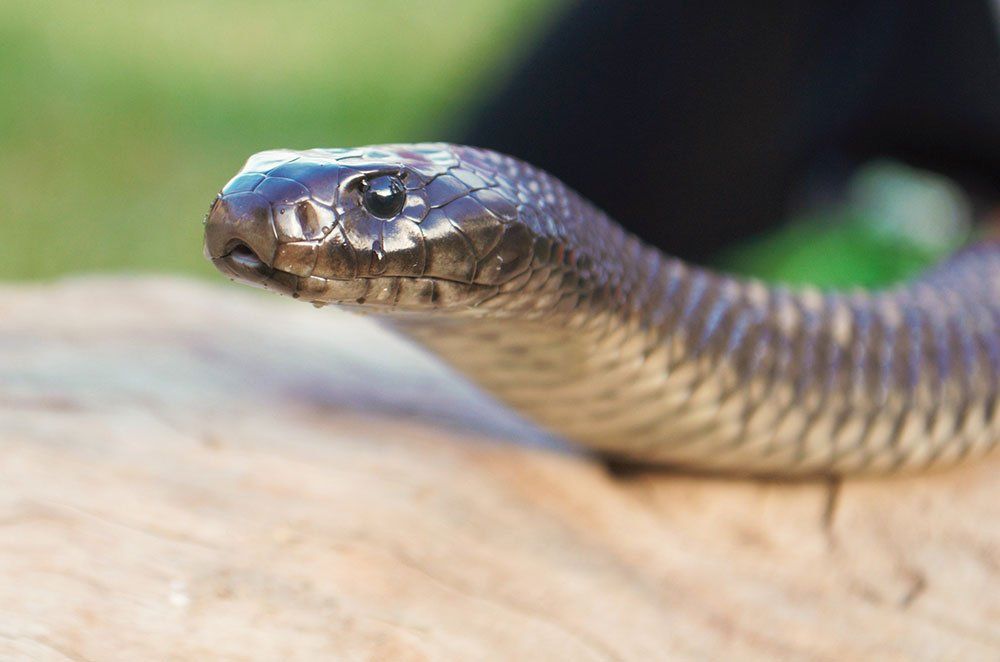 Flekket svartslange / Blåbuket svartslange (Pseudechis guttatus)