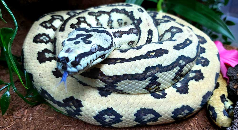 Eksemplar fra familien Pythonidae