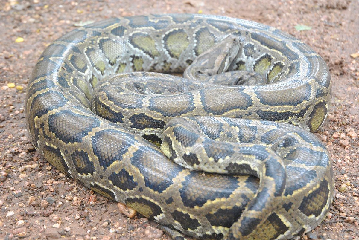 Tigerpyton - Python bivittatus bivittatus