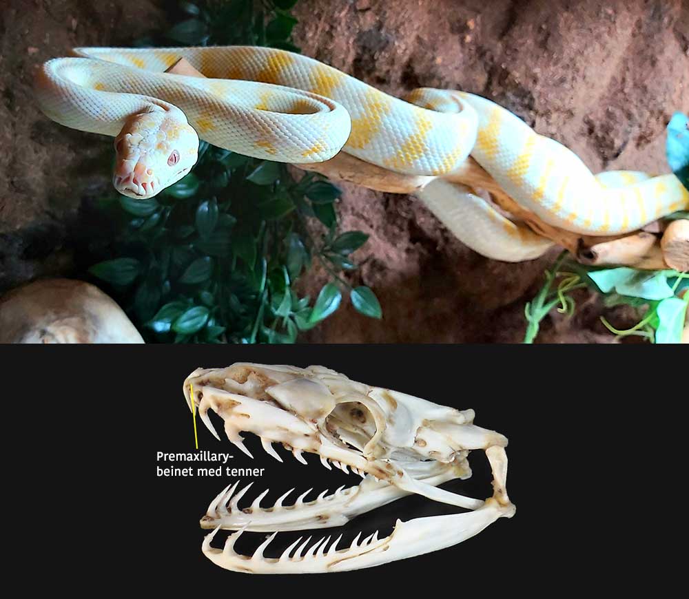 Eksemplar fra familien Pythonidae og premaxillarybeinet.