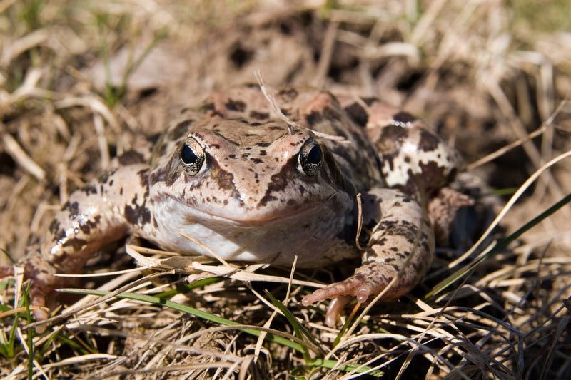 Spissnutefrosk (Rana arvalis)