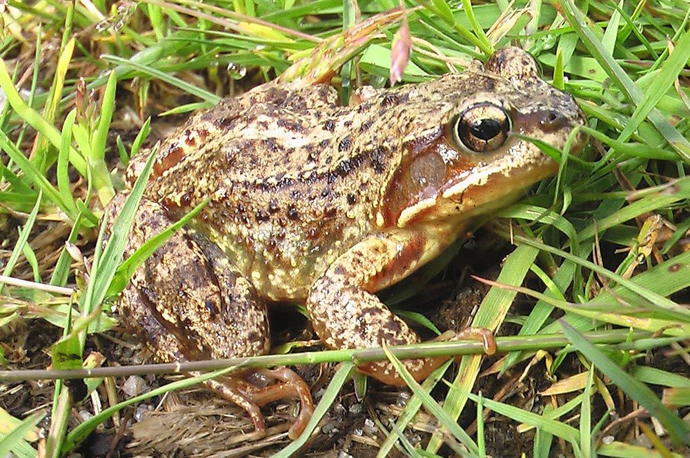 Vanlig frosk / Buttsnutefrosk (Rana temporaria)