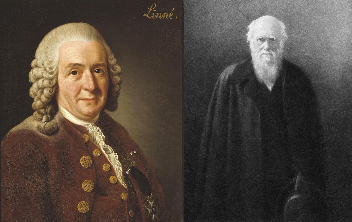 Carl von Linné og Charles Darwin