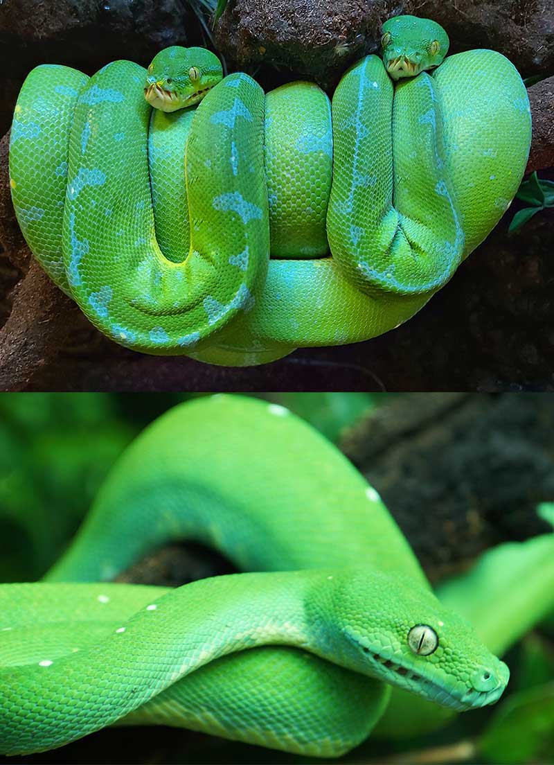 Grønn trepyton - Morelia viridis