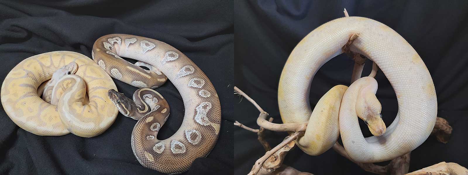 Kongepyton - Python regius.