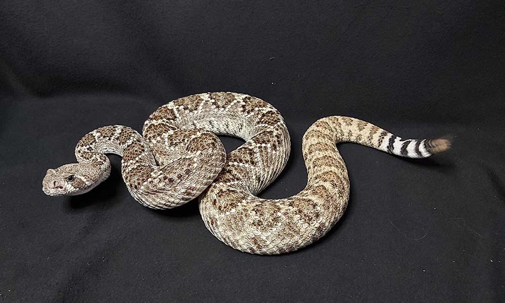 Vestlig diamantklapperslange - Crotalus atrox