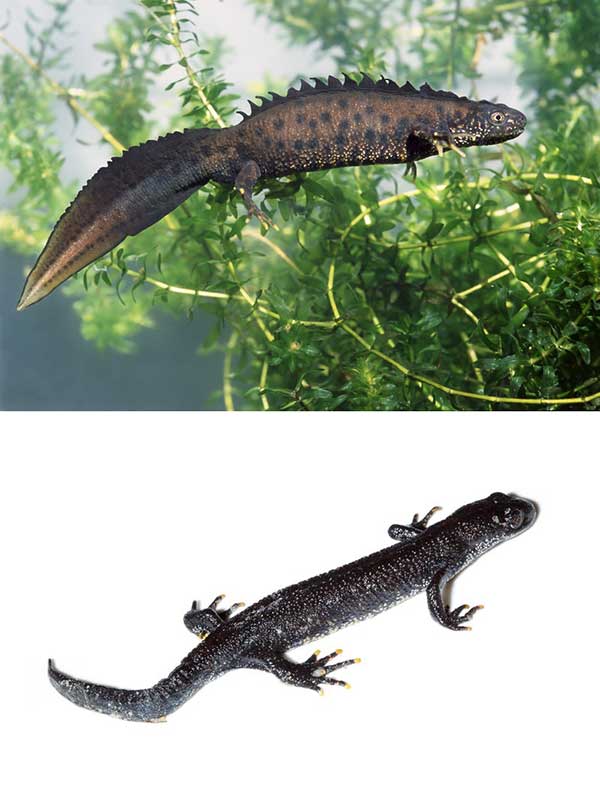 Stor salamander (Triturus cristatus)