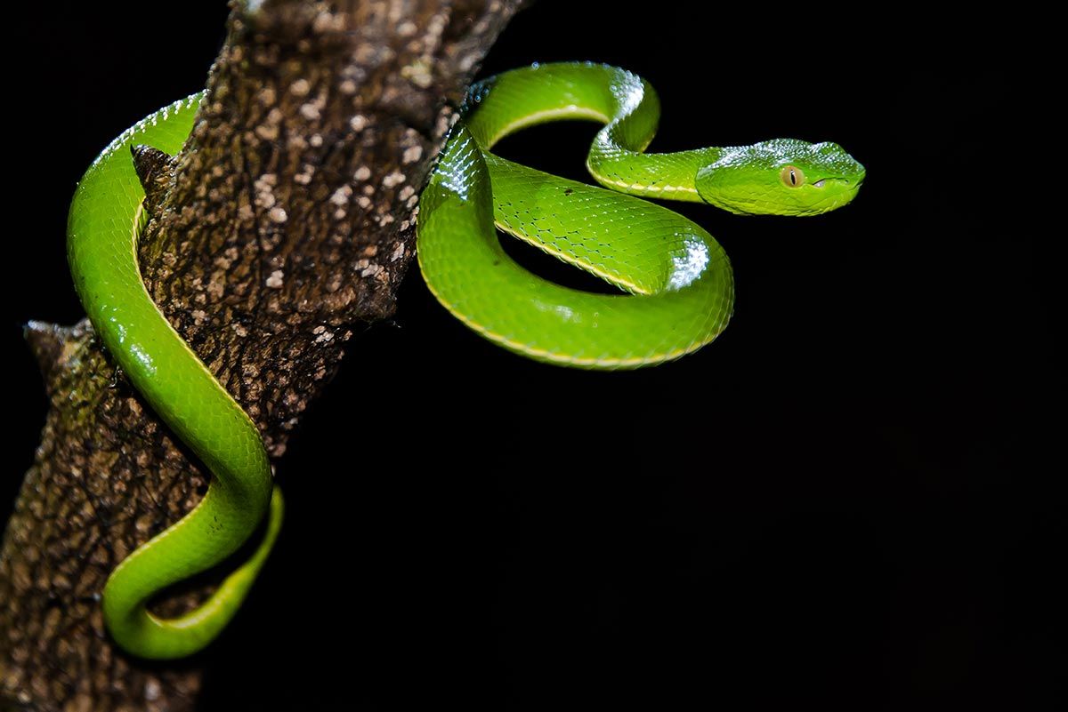 Vogels gropeviper - Trimeresurus vogeli