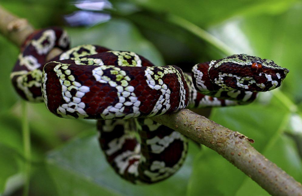 Bredbåndet tempelgropeviper - Tropidolaemus laticinctus