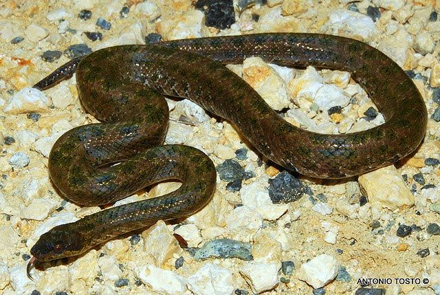 Haitisk dvergboa - Tropidophis haetianus haetianus