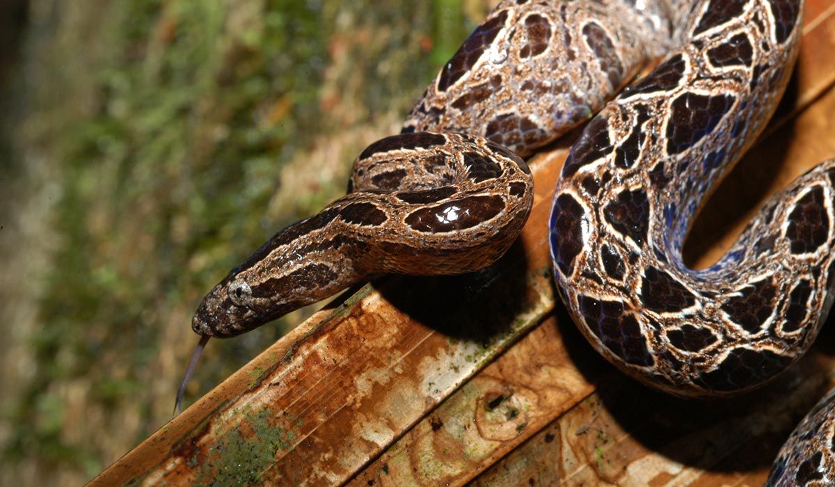 Panamadvergboa - Ungaliophis panamensis