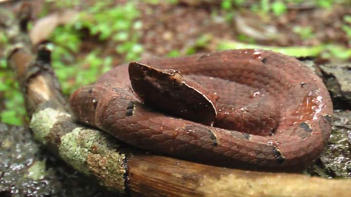 Eksemplar fra familien Viperidae.