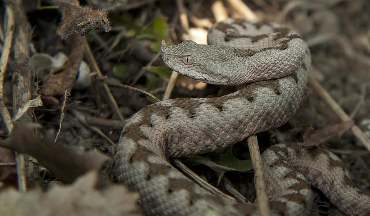 Vestlig langneset viper - Vipera ammodytes ammodytes