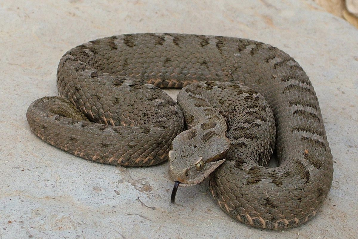 Libanonviper - Montivipera bornmuelleri